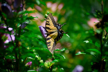 Yellow Swallowtail Butterfly on Rose of Sharon Hibiscus Flower Summer Garden