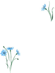 Watercolor floral frame with blue cornflowers. Botanical border, meadow flowers. Perfect for save the date, invitation, thank you card, floral template, copy space