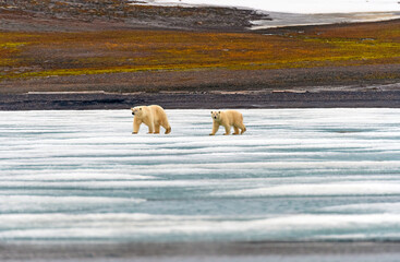 Polar Bear Cub Following Mama on the Ice
