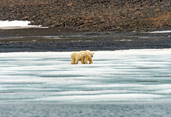 Polar Bear Mom and Cub Staying Close