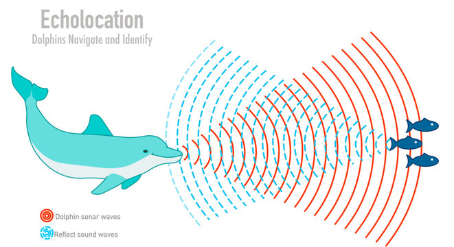 Dolphin echolocation. Bio sonar. Fish, krill navigate in under water. Reflected sound waves. Echo. Audio source from the speaker hitting an obstacle, returning. Navigation. Illustration Vector