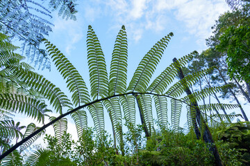Fern leaves with the sky