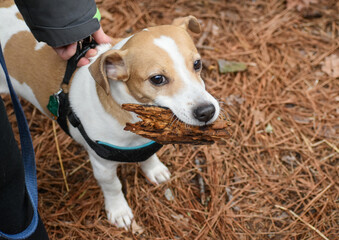 Jack Russell Terrier Dog Carrying Wood Chunk