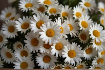 Bouquet of daisies, summer