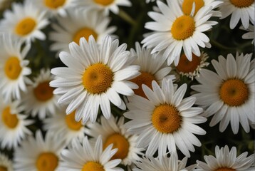 Fototapeta premium Bouquet of daisies, summer