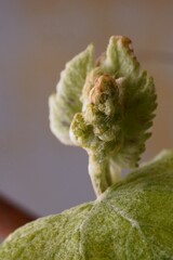 The revival of nature; macro photo of a grapevine branch with a leaves and flower buds; Vitis Vinifera