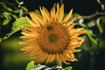 Bumblebee on Large Yellow Sunflower Summer Garden