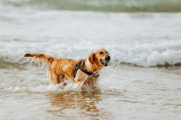 Golden retriever dog on sunny sandy beach in sea water with a ball