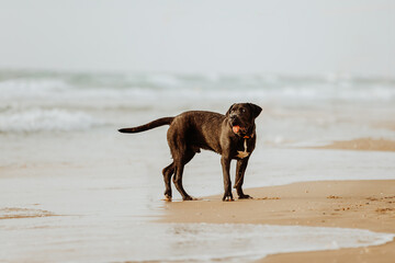 Black cane corso dog standing on sandy sunny beach