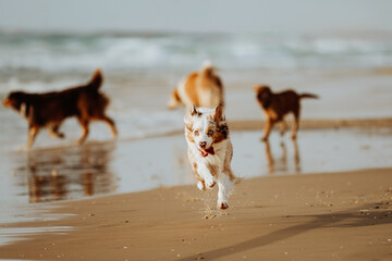 Red merle australian shepherd dog running on sunny sandy beach with other dogs