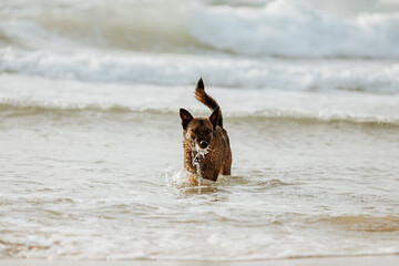 Brown shepherd dog running on a sunny sandy beach in sea water
