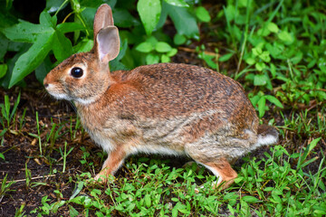 Eastern Cottontail Rabbit in Grass on Forest Edge