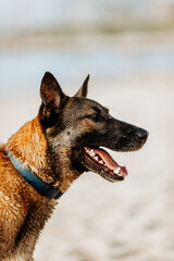 Brown shepherd dog sunny portrait