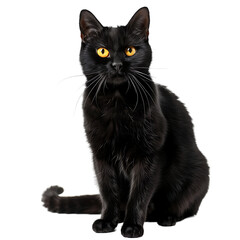 black cat sitting, looking to the side, yellow eyes, white background