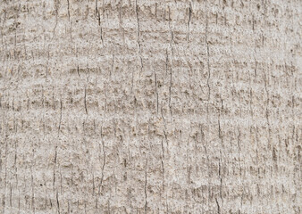 Pattern of dried light brown Sugar palm bark wood in Thailand.Cracked texture palm tree...