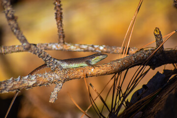 Fototapeta premium Green Anole Lizard On Pine Tree Branch Camouflaged Brown