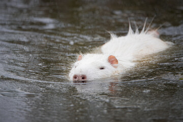 A white fur adult nutria swims toward the camera lens. Close-up albino nutria in water.
