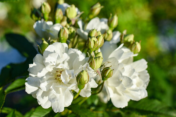 White Rose Flowers in the Garden