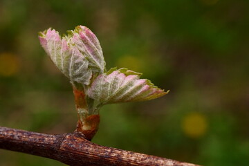 The revival of nature; macro photo of a grapevine branch with a leaves  buds; Vitis Vinifera