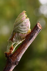 The revival of nature; macro photo of a grapevine branch with a leaves  buds; Vitis Vinifera