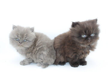 Two Persian Kittens 3 months old Grey and Black