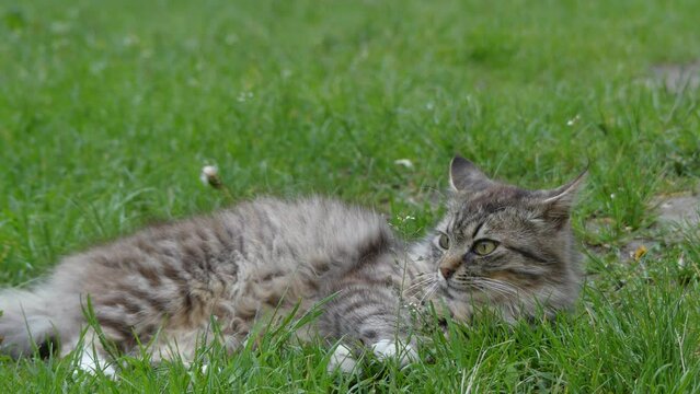 Gray pet cat walking on green grass