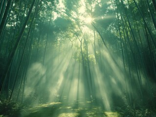 A forest with sunlight shining through the trees. The sunlight creates a peaceful and serene atmosphere. The trees are tall and green, and the sunlight is casting a warm glow on the forest floor