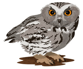 Western Screech Owl