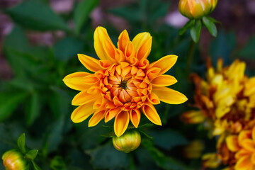 Yellow Dahlia Flower Spring Garden 