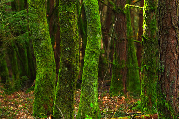 green forest in the morning