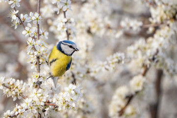 Blue tit on a branch with blossoms in spring