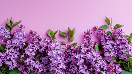 lilac flowers background.