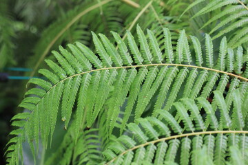 close up of fresh green fern leaves growing in the garden