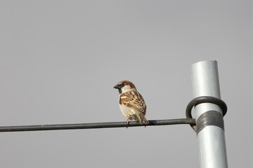 Gorri&oacute;n com&uacute;n (Passer domesticus)