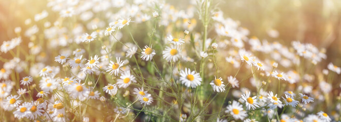 Selective and soft focus on chamomile flowers in the meadow, beautiful spring landscape	