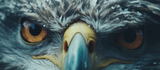 Close up of a bird of preys head with striking eyes and powerful beak - obrazy, fototapety, plakaty