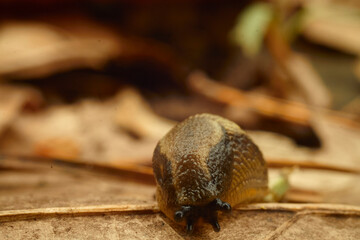 macro of a snail on the ground