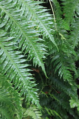 fern leaf background