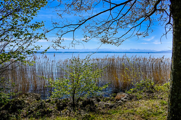 Cortaillod, Petit-Cortaillod, Neuenburgersee, Seeufer, Uferweg, Schilf, Naturschutz, Wasservögel, Spazierweg, Alpenpanorama, Frühling, Neuchâtel, Schweiz © bill_17