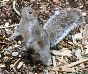 Gray Squirrel Standing on Mulch