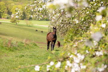 Pferd mit Kirschbäumen