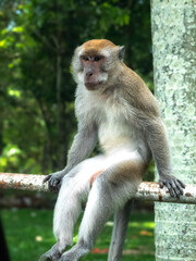 a monkey sitting on a barricade with a relaxed and stylish reaction at a car stop surrounded by the forest where it lives