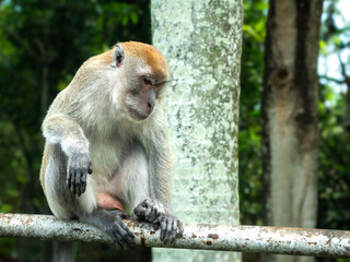 a monkey sitting on a barricade with a relaxed and stylish reaction at a car stop surrounded by the forest where it lives