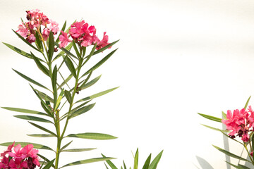 A pink flower with a green stem is in the foreground of a white background