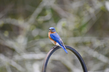 Blue Bird on Metal Bird Feeder Hook