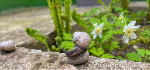 grape snail in the garden in spring © IRYNA
