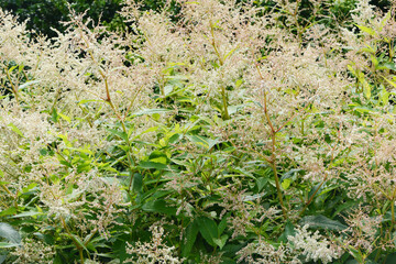 Bergknöterich,  Aconngonon x fennicum,  Johanniswolke