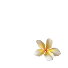 A solitary plumeria flower resting on a rustic wooden surface against a transparent background