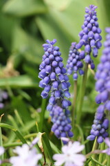 flowers in the garden