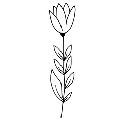 Elegant Tulip Flower Line Drawing Vector Illustration